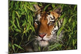 Portrait of Tiger (Panthera Tigris) in Bamboo (Captive) Endangered Species-Lynn M^ Stone-Mounted Photographic Print