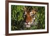 Portrait of Tiger (Panthera Tigris) in Bamboo (Captive) Endangered Species-Lynn M^ Stone-Framed Photographic Print