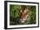 Portrait of Tiger (Panthera Tigris) in Bamboo (Captive) Endangered Species-Lynn M^ Stone-Framed Photographic Print