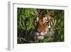 Portrait of Tiger (Panthera Tigris) in Bamboo (Captive) Endangered Species-Lynn M^ Stone-Framed Photographic Print