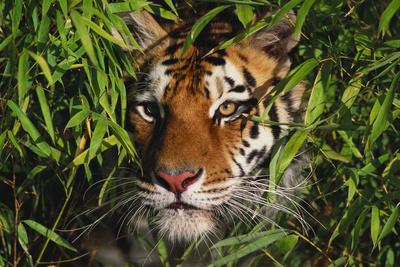 Poster Bamboo Tiger 61x91.5cm 