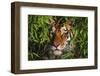 Portrait of Tiger (Panthera Tigris) in Bamboo (Captive) Endangered Species-Lynn M^ Stone-Framed Photographic Print