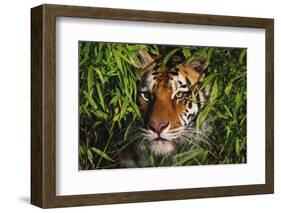 Portrait of Tiger (Panthera Tigris) in Bamboo (Captive) Endangered Species-Lynn M^ Stone-Framed Photographic Print