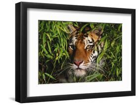 Portrait of Tiger (Panthera Tigris) in Bamboo (Captive) Endangered Species-Lynn M^ Stone-Framed Photographic Print