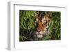 Portrait of Tiger (Panthera Tigris) in Bamboo (Captive) Endangered Species-Lynn M^ Stone-Framed Photographic Print