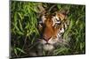 Portrait of Tiger (Panthera Tigris) in Bamboo (Captive) Endangered Species-Lynn M^ Stone-Mounted Photographic Print