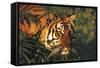 Portrait of Tiger Stepping Through Bamboo Thicket (Captive Animal)-Lynn M^ Stone-Framed Stretched Canvas