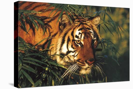 Portrait of Tiger Stepping Through Bamboo Thicket (Captive Animal)-Lynn M^ Stone-Stretched Canvas