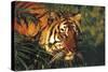 Portrait of Tiger Stepping Through Bamboo Thicket (Captive Animal)-Lynn M^ Stone-Stretched Canvas