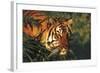 Portrait of Tiger Stepping Through Bamboo Thicket (Captive Animal)-Lynn M^ Stone-Framed Photographic Print
