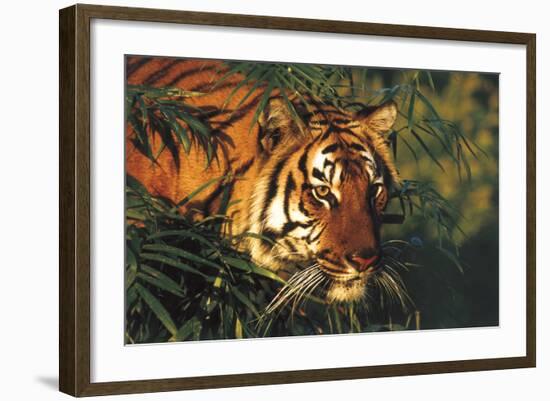 Portrait of Tiger Stepping Through Bamboo Thicket (Captive Animal)-Lynn M^ Stone-Framed Photographic Print