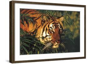 Portrait of Tiger Stepping Through Bamboo Thicket (Captive Animal)-Lynn M^ Stone-Framed Photographic Print