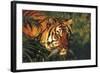 Portrait of Tiger Stepping Through Bamboo Thicket (Captive Animal)-Lynn M^ Stone-Framed Photographic Print