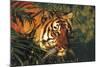 Portrait of Tiger Stepping Through Bamboo Thicket (Captive Animal)-Lynn M^ Stone-Mounted Photographic Print