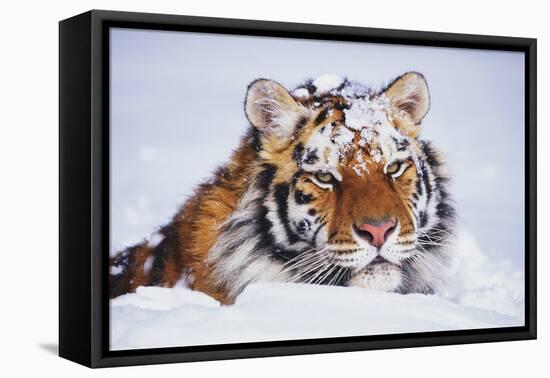 Portrait of Tiger with Snowy Head, Lying in Snow Drift (Captive) Endangered Species-Lynn M^ Stone-Framed Stretched Canvas