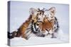 Portrait of Tiger with Snowy Head, Lying in Snow Drift (Captive) Endangered Species-Lynn M^ Stone-Stretched Canvas