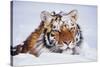 Portrait of Tiger with Snowy Head, Lying in Snow Drift (Captive) Endangered Species-Lynn M^ Stone-Stretched Canvas