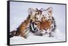 Portrait of Tiger with Snowy Head, Lying in Snow Drift (Captive) Endangered Species-Lynn M^ Stone-Framed Stretched Canvas