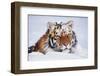 Portrait of Tiger with Snowy Head, Lying in Snow Drift (Captive) Endangered Species-Lynn M^ Stone-Framed Premium Photographic Print