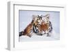 Portrait of Tiger with Snowy Head, Lying in Snow Drift (Captive) Endangered Species-Lynn M^ Stone-Framed Premium Photographic Print