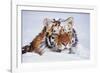 Portrait of Tiger with Snowy Head, Lying in Snow Drift (Captive) Endangered Species-Lynn M^ Stone-Framed Photographic Print