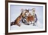 Portrait of Tiger with Snowy Head, Lying in Snow Drift (Captive) Endangered Species-Lynn M^ Stone-Framed Photographic Print