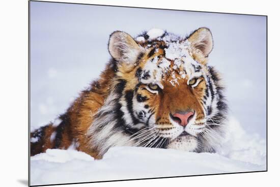 Portrait of Tiger with Snowy Head, Lying in Snow Drift (Captive) Endangered Species-Lynn M^ Stone-Mounted Photographic Print