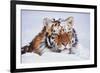 Portrait of Tiger with Snowy Head, Lying in Snow Drift (Captive) Endangered Species-Lynn M^ Stone-Framed Photographic Print