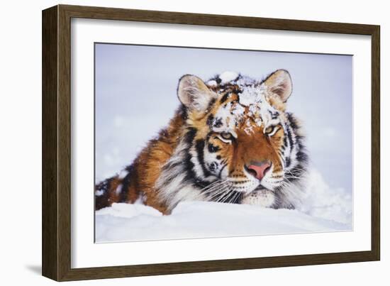 Portrait of Tiger with Snowy Head, Lying in Snow Drift (Captive) Endangered Species-Lynn M^ Stone-Framed Photographic Print