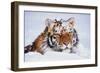 Portrait of Tiger with Snowy Head, Lying in Snow Drift (Captive) Endangered Species-Lynn M^ Stone-Framed Photographic Print