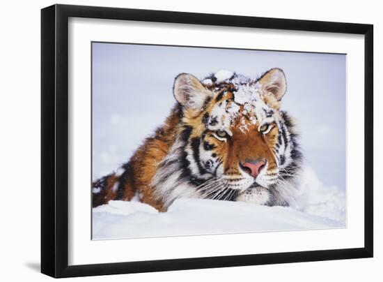 Portrait of Tiger with Snowy Head, Lying in Snow Drift (Captive) Endangered Species-Lynn M^ Stone-Framed Photographic Print