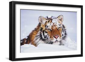 Portrait of Tiger with Snowy Head, Lying in Snow Drift (Captive) Endangered Species-Lynn M^ Stone-Framed Photographic Print