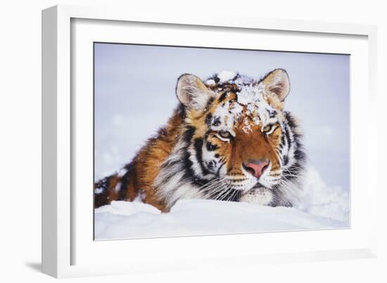 Portrait of Tiger with Snowy Head, Lying in Snow Drift (Captive) Endangered Species-Lynn M^ Stone-Framed Photographic Print