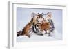 Portrait of Tiger with Snowy Head, Lying in Snow Drift (Captive) Endangered Species-Lynn M^ Stone-Framed Photographic Print