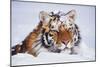 Portrait of Tiger with Snowy Head, Lying in Snow Drift (Captive) Endangered Species-Lynn M^ Stone-Mounted Photographic Print