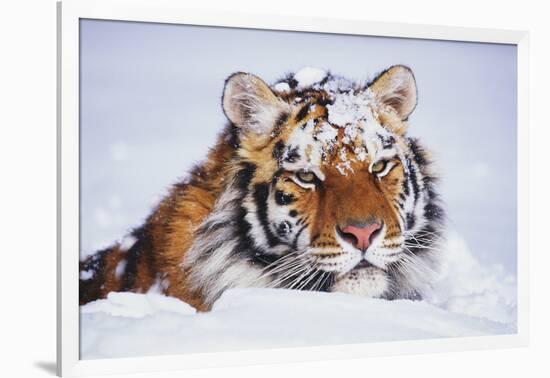 Portrait of Tiger with Snowy Head, Lying in Snow Drift (Captive) Endangered Species-Lynn M^ Stone-Framed Photographic Print