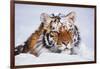 Portrait of Tiger with Snowy Head, Lying in Snow Drift (Captive) Endangered Species-Lynn M^ Stone-Framed Photographic Print