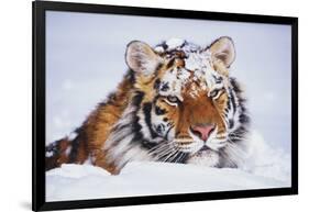 Portrait of Tiger with Snowy Head, Lying in Snow Drift (Captive) Endangered Species-Lynn M^ Stone-Framed Photographic Print