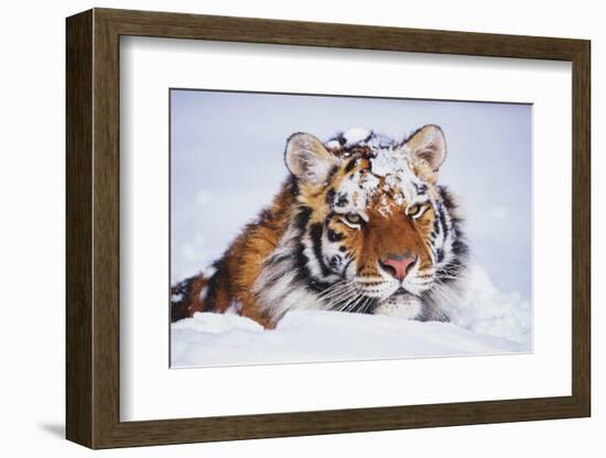 Portrait of Tiger with Snowy Head, Lying in Snow Drift (Captive) Endangered Species-Lynn M^ Stone-Framed Photographic Print