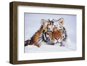 Portrait of Tiger with Snowy Head, Lying in Snow Drift (Captive) Endangered Species-Lynn M^ Stone-Framed Photographic Print