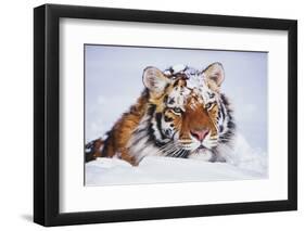 Portrait of Tiger with Snowy Head, Lying in Snow Drift (Captive) Endangered Species-Lynn M^ Stone-Framed Photographic Print