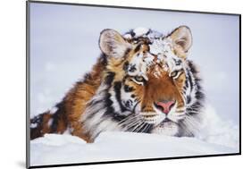 Portrait of Tiger with Snowy Head, Lying in Snow Drift (Captive) Endangered Species-Lynn M^ Stone-Mounted Photographic Print