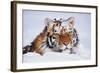 Portrait of Tiger with Snowy Head, Lying in Snow Drift (Captive) Endangered Species-Lynn M^ Stone-Framed Photographic Print