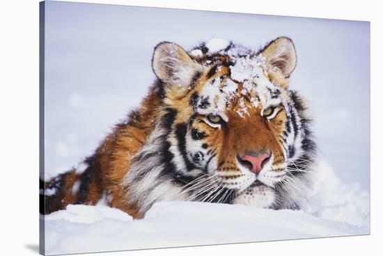 Portrait of Tiger with Snowy Head, Lying in Snow Drift (Captive) Endangered Species-Lynn M^ Stone-Stretched Canvas