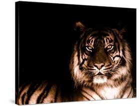 Portrait of Tiger-FarzyB-Stretched Canvas