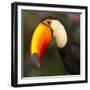 Portrait of toco toucan (Ramphastos toco), Porto Jofre, Pantanal, Brazil-Panoramic Images-Framed Photographic Print