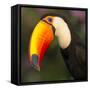 Portrait of toco toucan (Ramphastos toco), Porto Jofre, Pantanal, Brazil-Panoramic Images-Framed Stretched Canvas