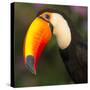 Portrait of toco toucan (Ramphastos toco), Porto Jofre, Pantanal, Brazil-Panoramic Images-Stretched Canvas