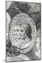 Portrait of Tomaso Giovanni Albinoni-null-Mounted Giclee Print