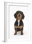 Portrait of Tricolour Dachshund Bitch Sitting-Mark Taylor-Framed Photographic Print